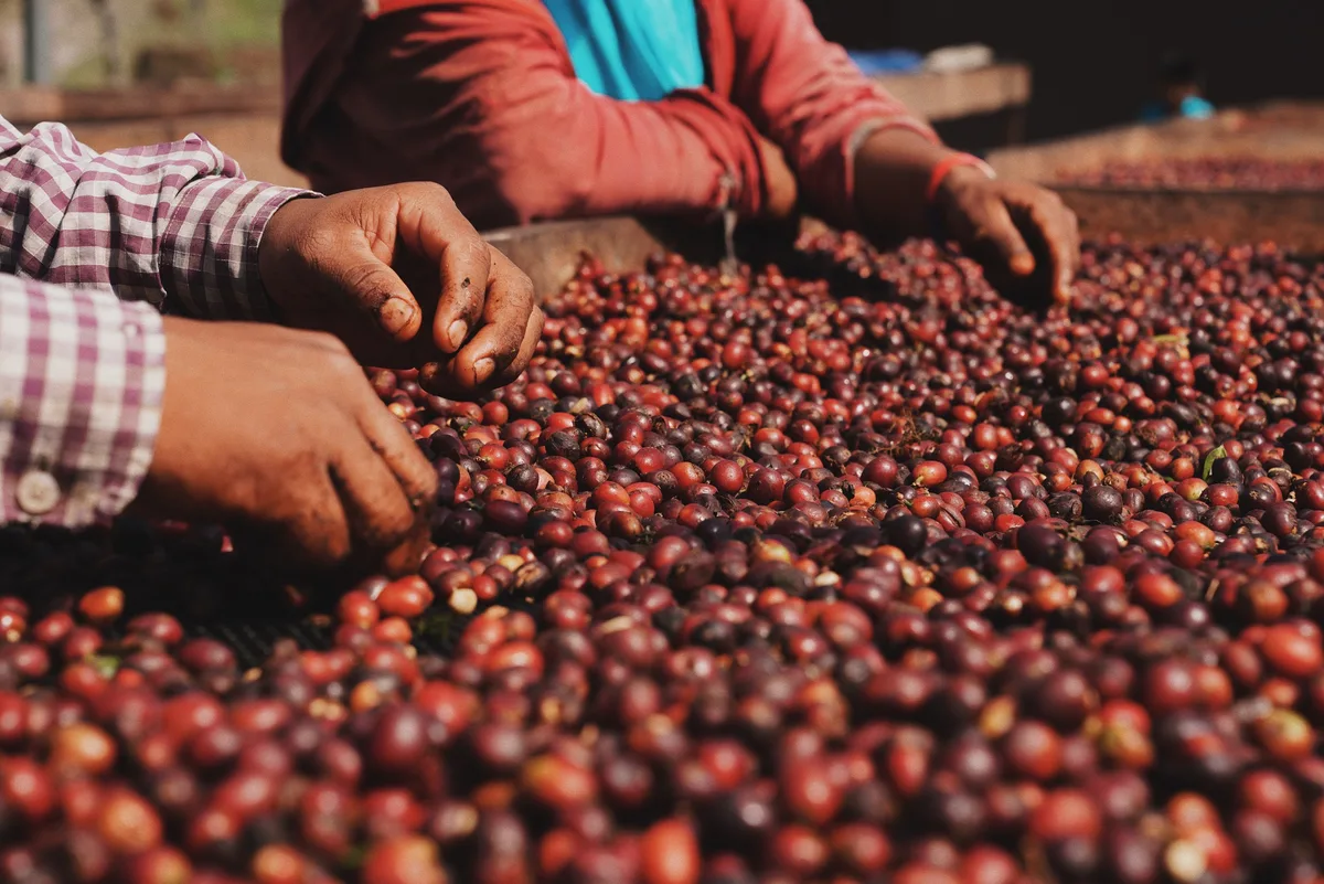 Manos seleccionando cerezas de café maduras en la Finca Mil Cumbres