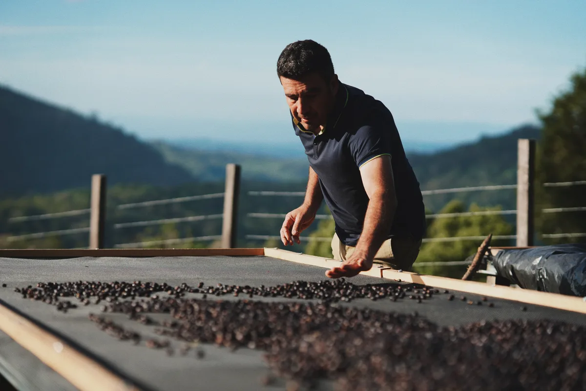 Productor revisando café secándose al sol con las montañas de Chiriquí al fondo
