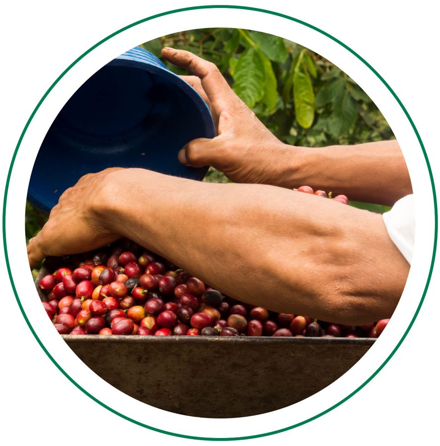 Manos cosechando granos rojos de café en una finca de Chiriquí, Panamá