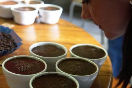 Tazas de cata de café de Kotowa servidas para evaluar un lote