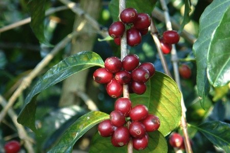 Racimos de cerezas de café rojas listas para la cosecha a mano