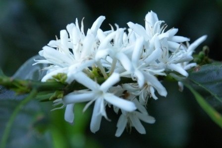 Flores blancas de café en una planta de las fincas Kotowa