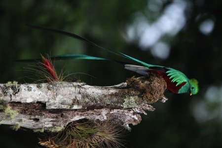 Quetzal posado en una rama cubierta de musgo y bromelias