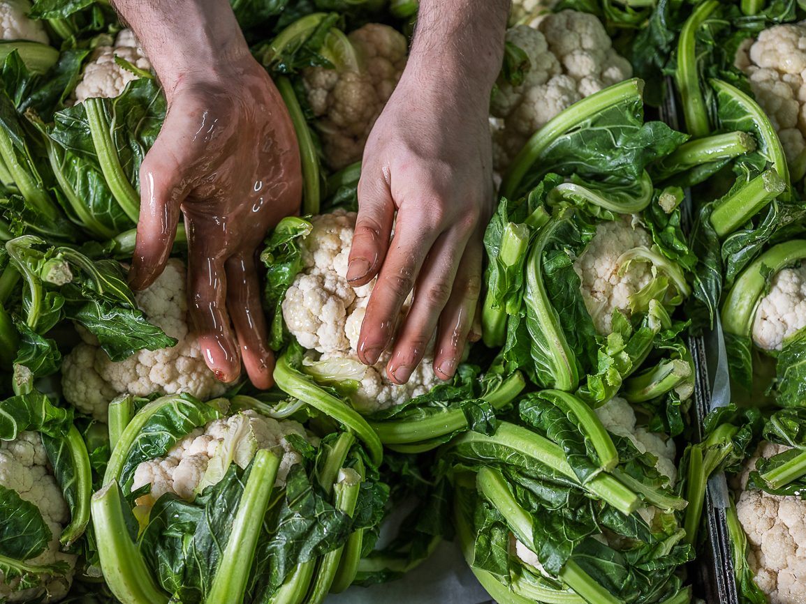 Manos con aceite de oliva masajeando coliflores enteras rodeadas de hojas verdes